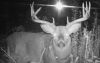 trail cam1.jpg